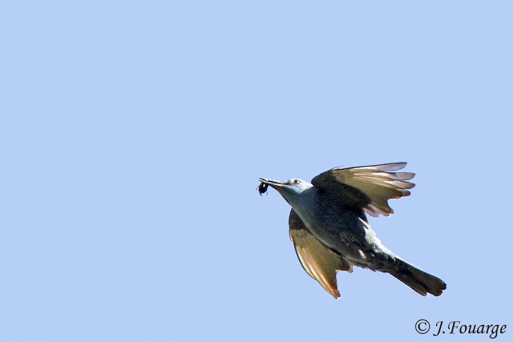 Blue Rock Thrush male adult, Flight, feeding habits, Behaviour