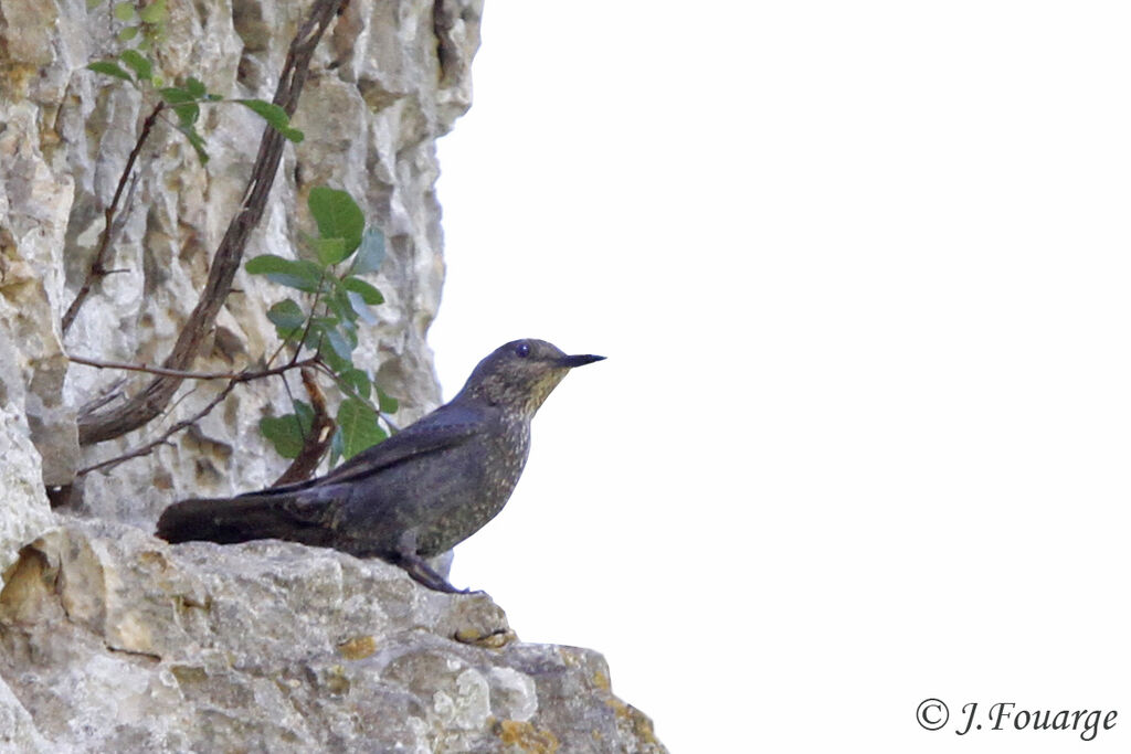 Blue Rock Thrush female adult, identification