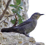 Blue Rock Thrush