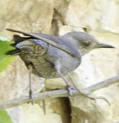 Blue Rock Thrush