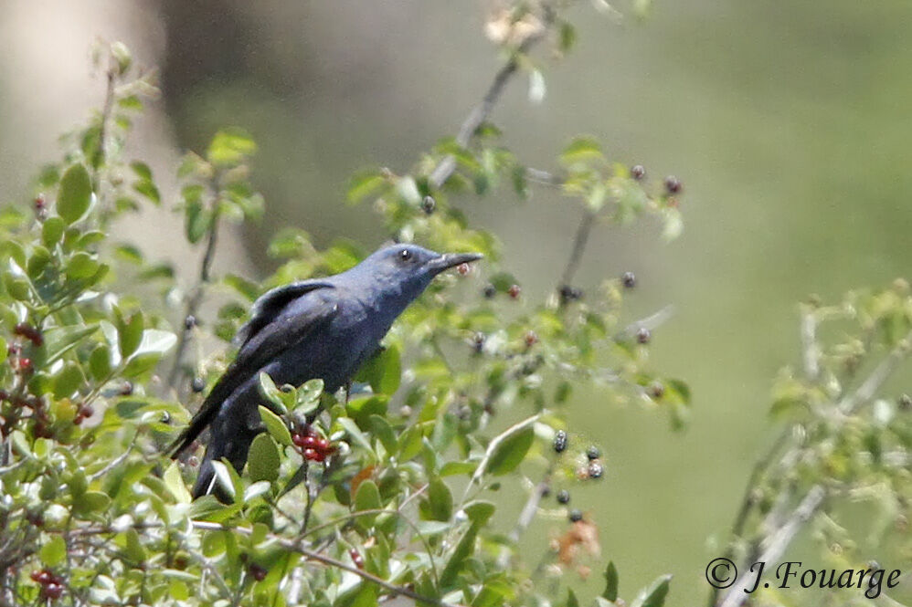 Blue Rock Thrush male adult, feeding habits, Behaviour