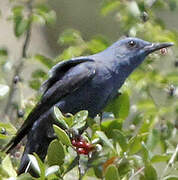 Blue Rock Thrush