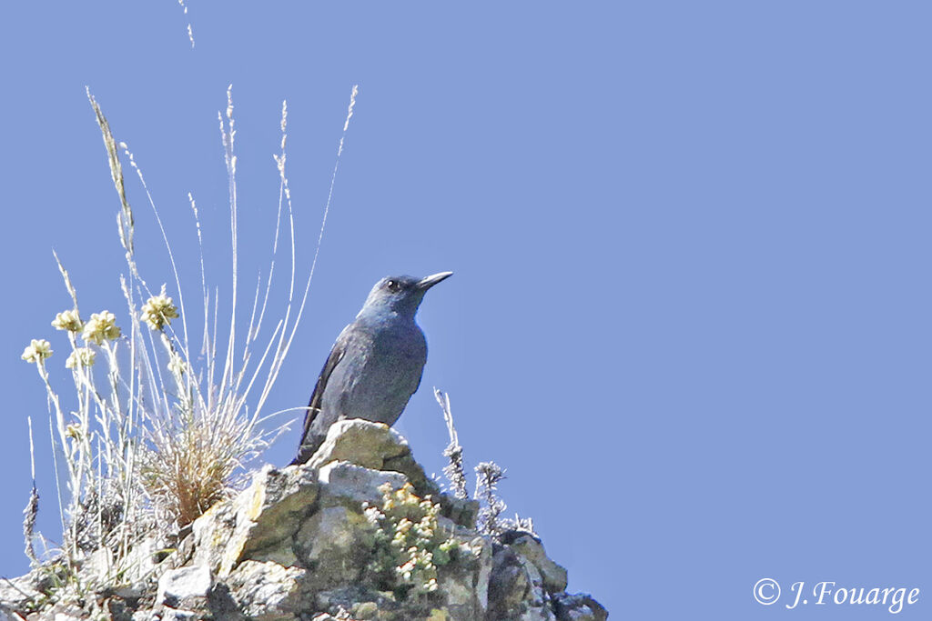 Blue Rock Thrush male adult, Behaviour