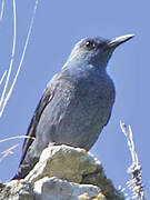 Blue Rock Thrush