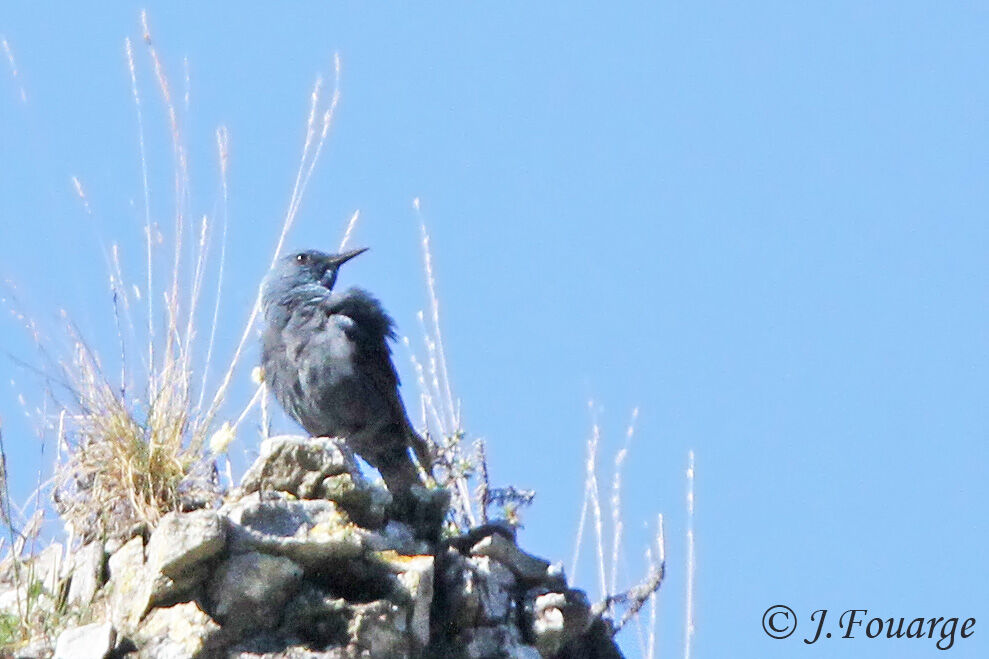 Blue Rock Thrush male adult, identification