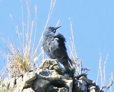 Blue Rock Thrush