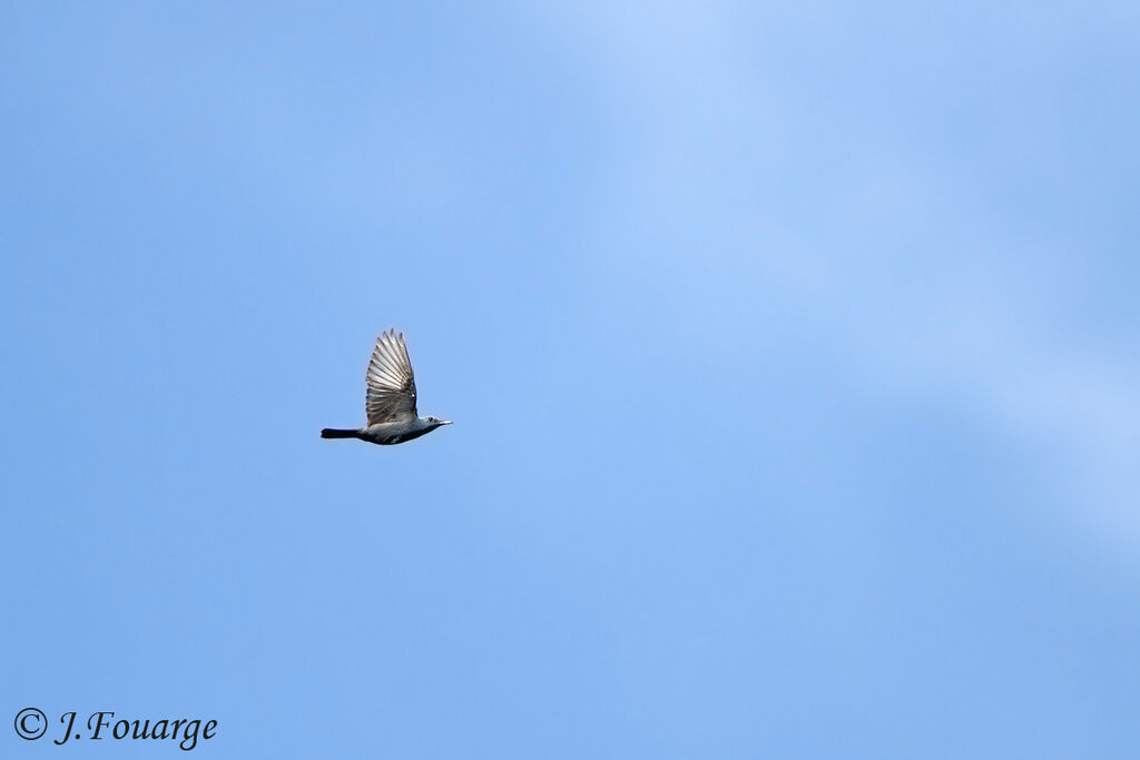 Blue Rock Thrush male adult, Flight