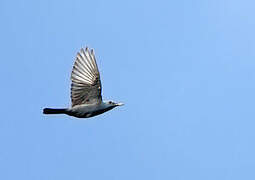 Blue Rock Thrush