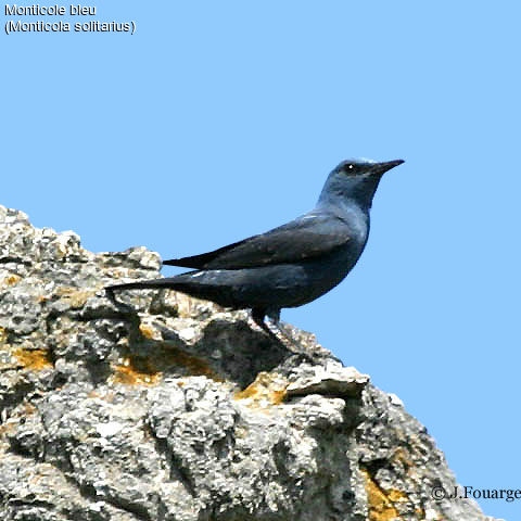 Blue Rock Thrush