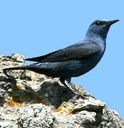 Blue Rock Thrush