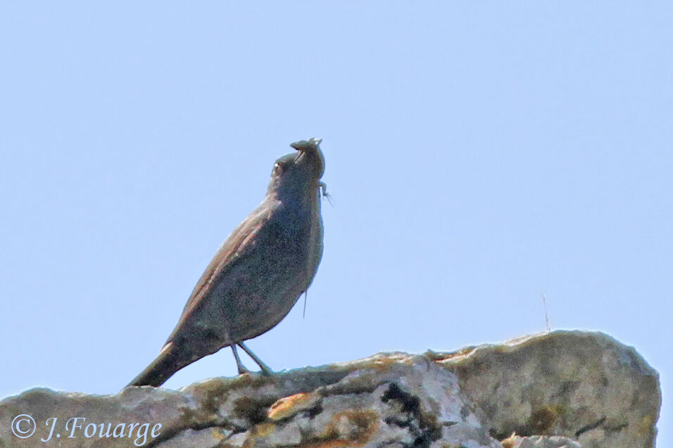 Blue Rock Thrush female adult, identification, feeding habits, Behaviour