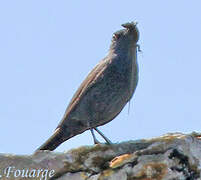 Blue Rock Thrush