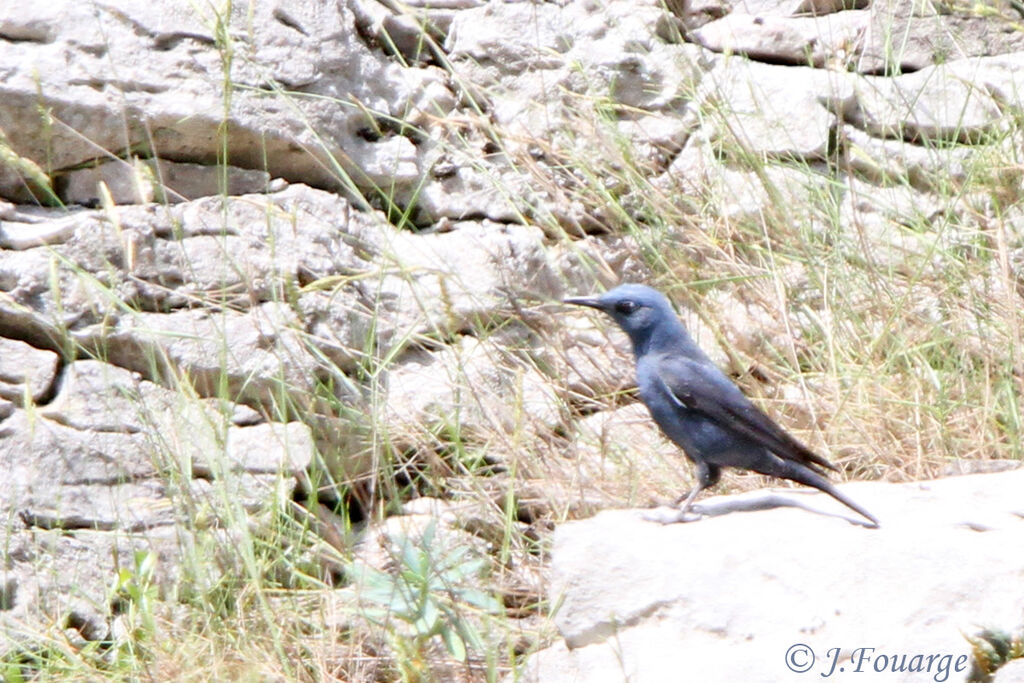 Blue Rock Thrush male adult, identification