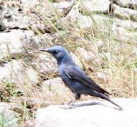 Blue Rock Thrush