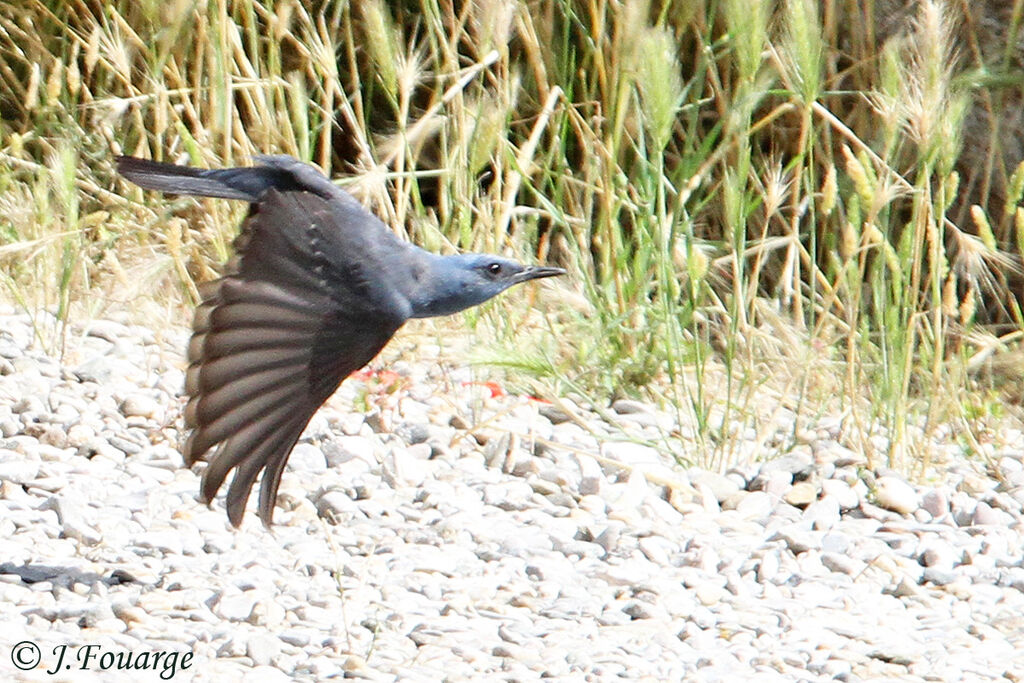 Blue Rock Thrush male adult, Flight