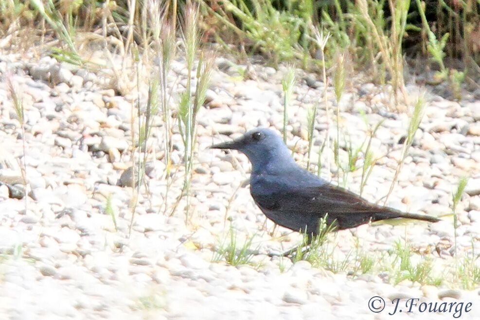 Blue Rock Thrush male adult, identification