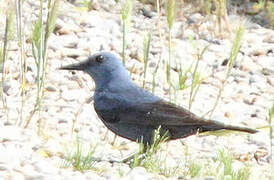 Blue Rock Thrush