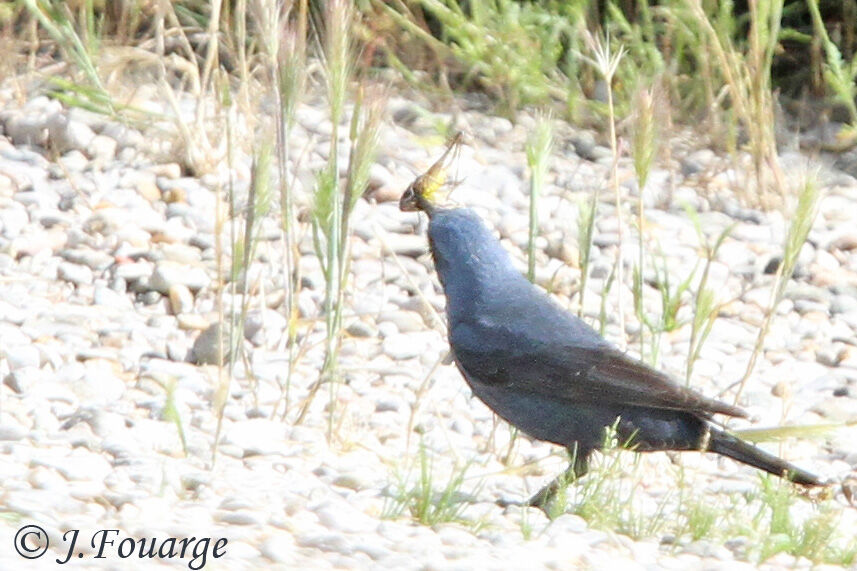 Blue Rock Thrush male adult, identification, feeding habits, Behaviour