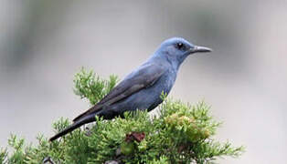 Blue Rock Thrush