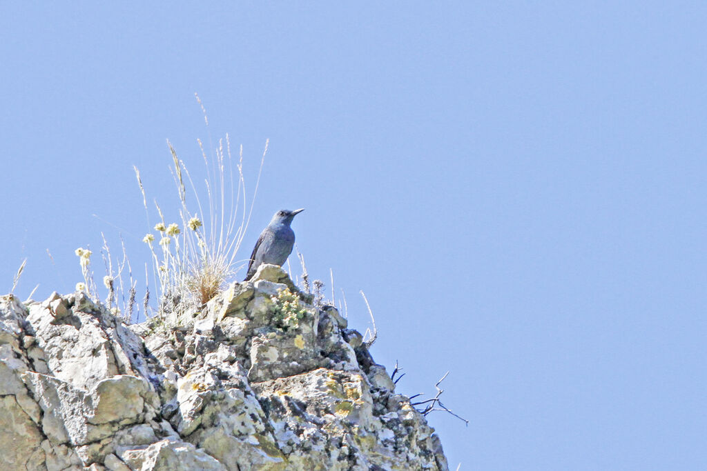 Blue Rock Thrush male adult, identification