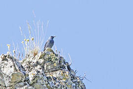 Blue Rock Thrush