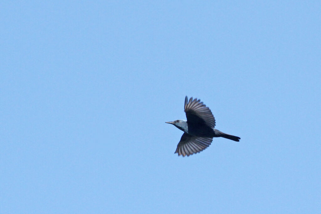 Blue Rock Thrush male adult, Flight