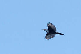 Blue Rock Thrush