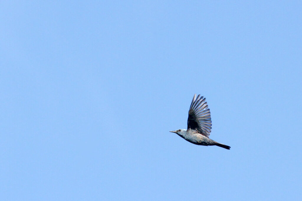 Blue Rock Thrush male adult, Flight