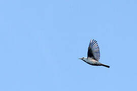 Blue Rock Thrush