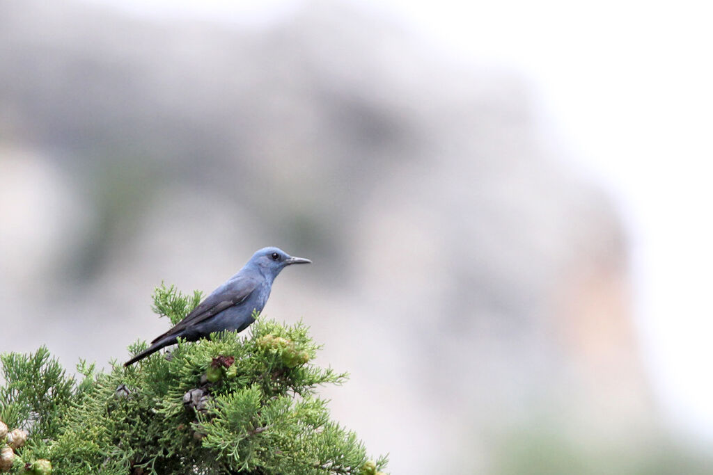 Blue Rock Thrush male adult, identification