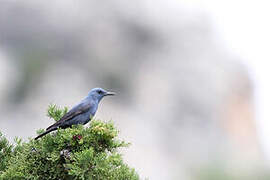 Blue Rock Thrush