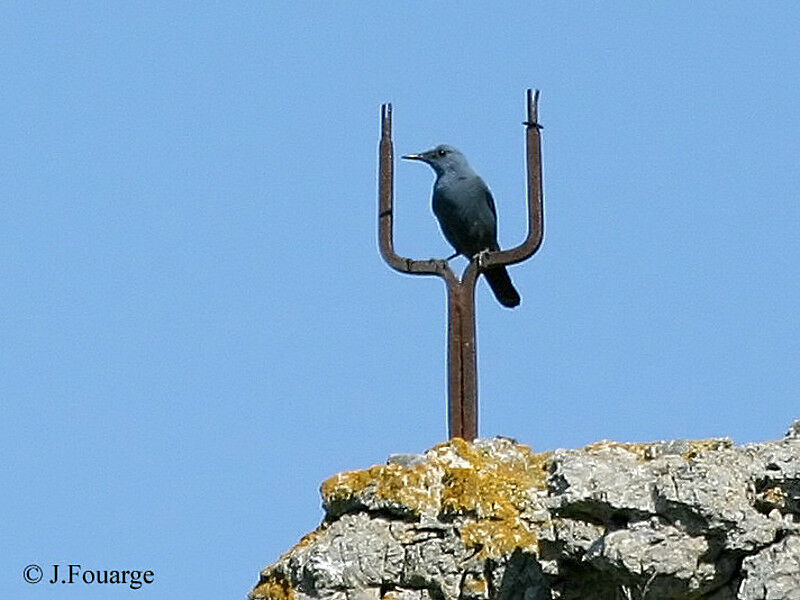 Blue Rock Thrush