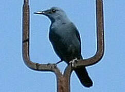 Blue Rock Thrush