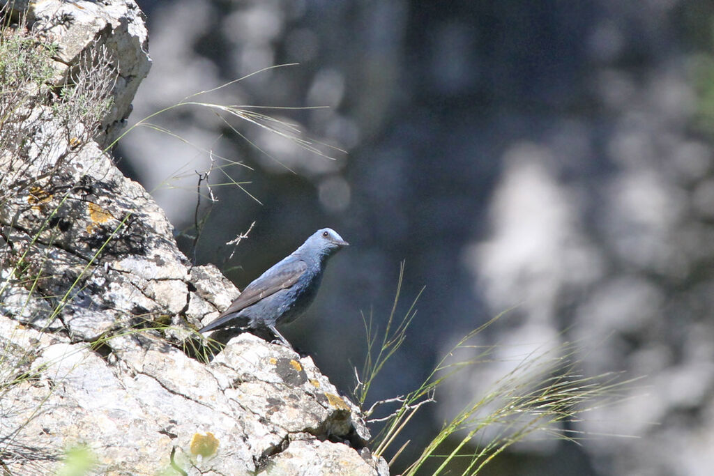 Blue Rock Thrush male adult, identification