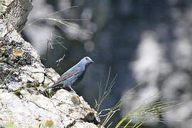 Blue Rock Thrush