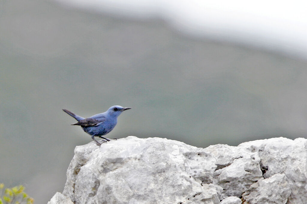 Blue Rock Thrush male adult, identification