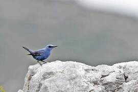 Blue Rock Thrush