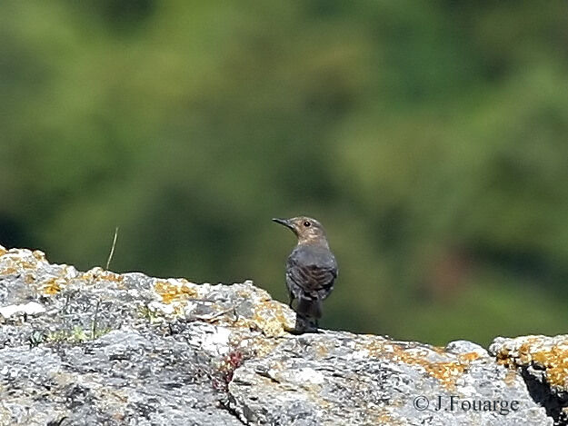 Blue Rock Thrush