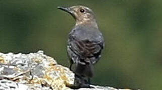 Blue Rock Thrush