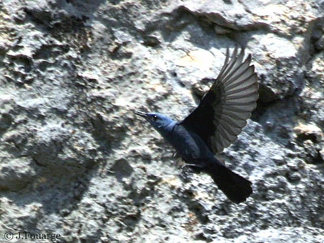 Blue Rock Thrush