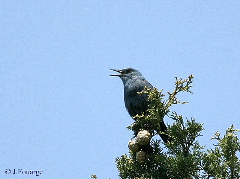 Blue Rock Thrush