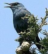 Blue Rock Thrush