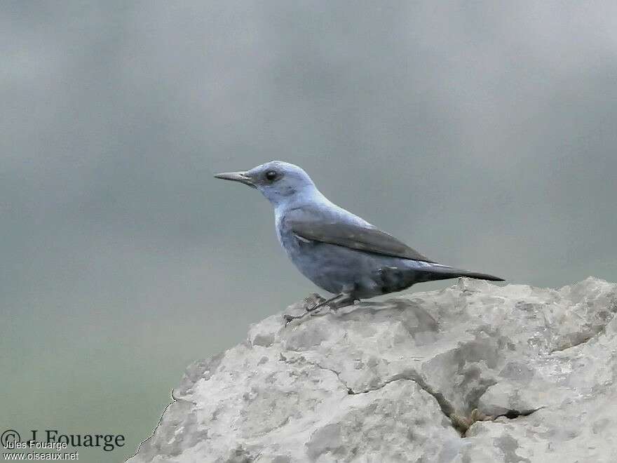 Blue Rock Thrush male adult breeding, identification