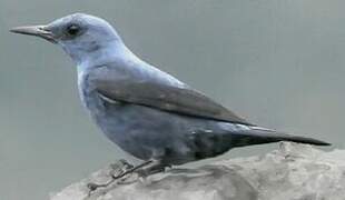 Blue Rock Thrush