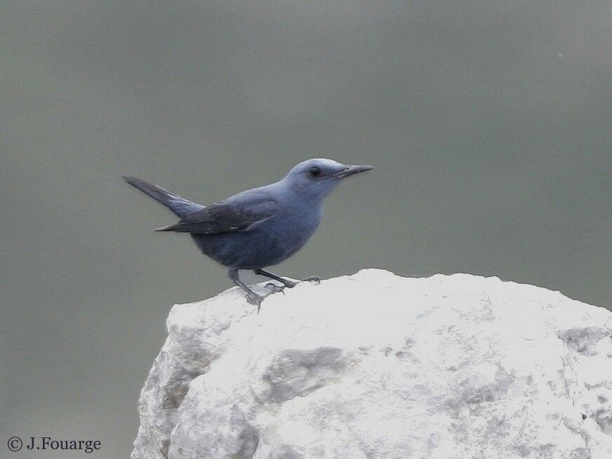 Blue Rock Thrush