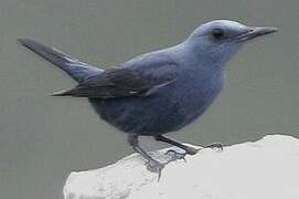 Blue Rock Thrush