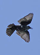 Blue Rock Thrush