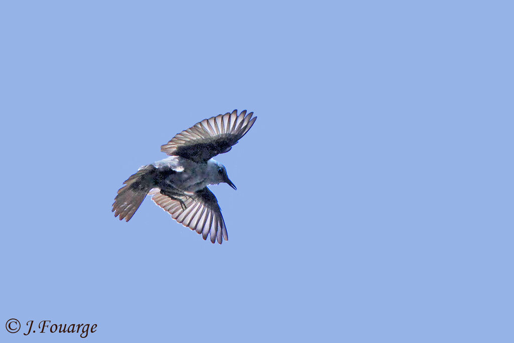 Blue Rock Thrush male adult, Flight, Behaviour