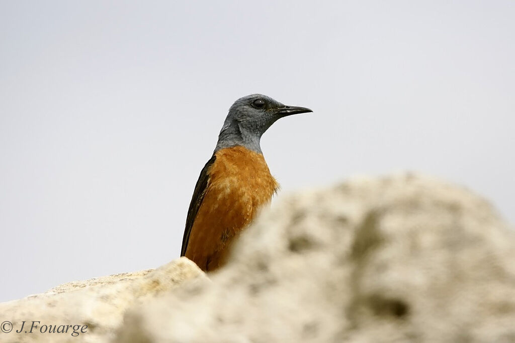 Common Rock Thrush male adult