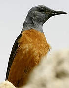 Common Rock Thrush